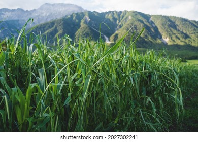 Corn Plants Damaged By A Hail Storm Caused By More Extreme Weather Situations Due To Climate Change In Alps In Austria