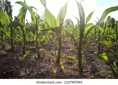 Corn plants at early stage of growth in a field at sunset seen up close