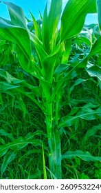 Corn plants form rows, looking fresh and green with dewdrops on their leaves growing abundantly in the rice fields. Corn kernels are an ingredient in animal feed.
