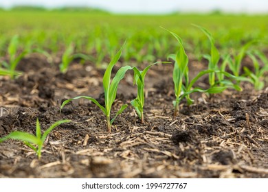 Corn plants growing in cornfield.  Farming, agriculture and agronomy concept