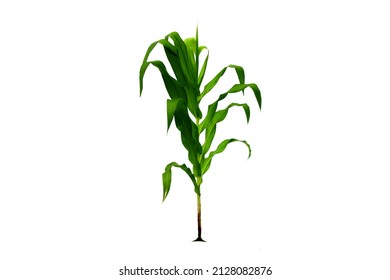 corn plant png