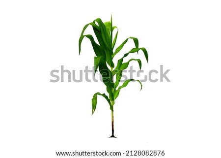 Corn plants isolated on white background with path for garden design Cereals that are commonly used for cooking or processed into animal feed. The agriculture industry is growing today.