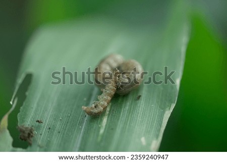 Corn plants with leaf-eating worms