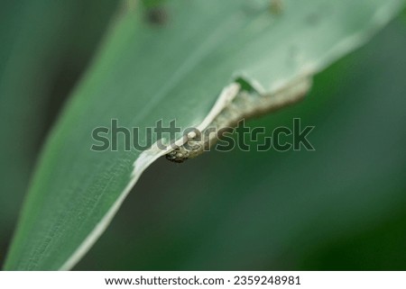 Corn plants with leaf-eating worms
