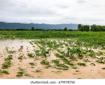 corn plants on a field flooded damage after heavy rain