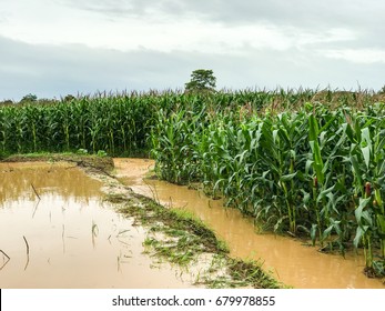 corn plants on a field flooded damage after heavy rain