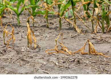 Corn plants wilting and dead in cornfield. Herbicide damage, drought and hot weather concept