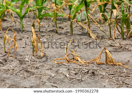 Corn plants wilting and dead in cornfield. Herbicide damage, drought and hot weather concept