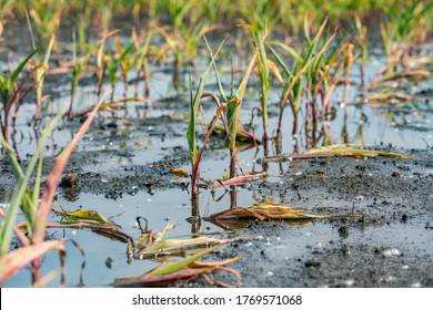 Corn Plants With Yellow Leaves And Dying In Flooded Cornfield Due To Standing Water And Flooding. Concept Of Crop Damage Due To Weather, Yield Loss And Crop Insurance Claim And Payment