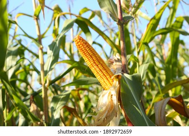 Corn pods on the corn plant,corn field in agricultural garden 