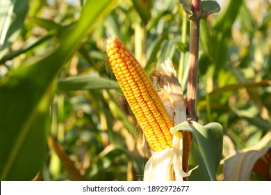 Corn pods on the corn plant,corn field in agricultural garden 