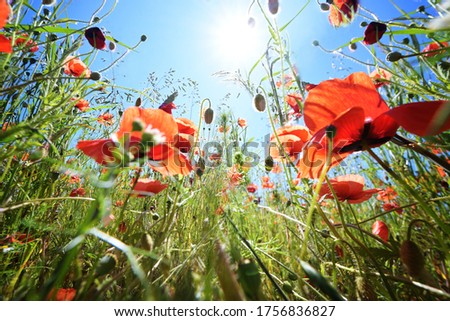 Corn poppy (Papaver rhoeas) with vibrant red flowers on a meadow under a sunny blue sky, copy space, low angle view, selected focus, narrow depth of field