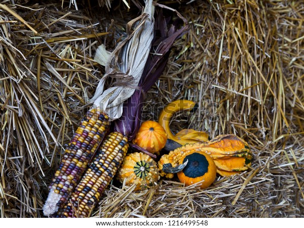 Corn Pumpkins On Hay Bales Traditional Stock Photo Edit Now