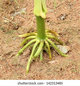 Corn  Roots In A Garden