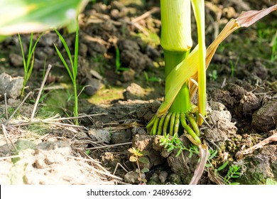 Corn Roots In A Garden