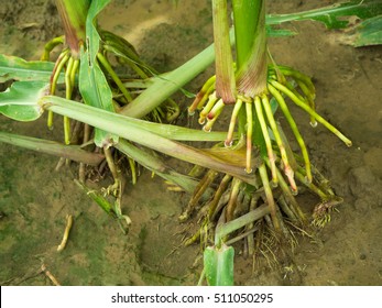 Corn Roots Are Growing And Absorbing Water To Feed The Plant.