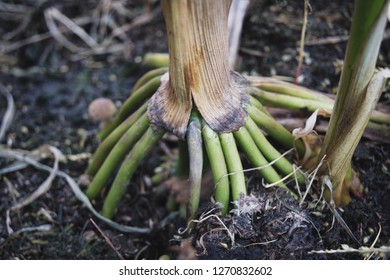 Corn Roots At Late Autumn.