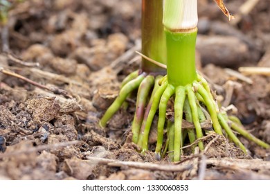 Corn Roots At Late Autumn