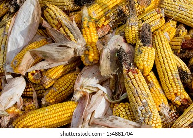 384 Variegated Maize Ears Images, Stock Photos & Vectors | Shutterstock