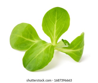 Corn Salad Isolated On White Background