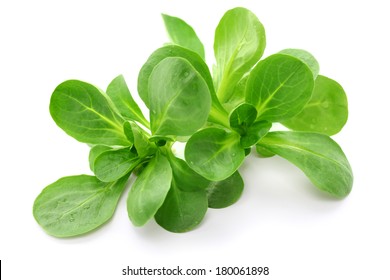 Corn Salad Isolated On White Background