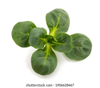 Corn Salad Isolated On White Background