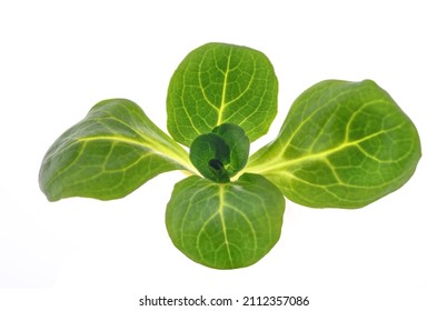 Corn Salad Isolated On White Background