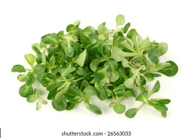 Purslane Portulaca Oleracea Verdolaga Vegetable Stock Photo 1781494499 ...