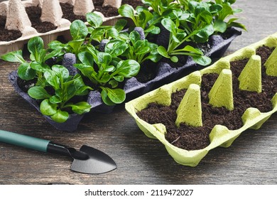 Corn salad or lamb's lettuce in reused egg boxes and gardening tools on a wooden table, sustainable environmental gardening and connecting with nature - Shutterstock ID 2119472027