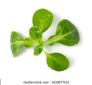 Corn Salad Leaves Isolated On White Background