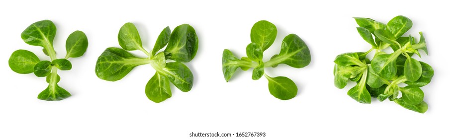 Corn Salad Leaves Isolated On White Background