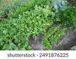 The corn salad (Valerianella) and the Rocket (Eruca vesicaria) plants growing in a vegetable garden