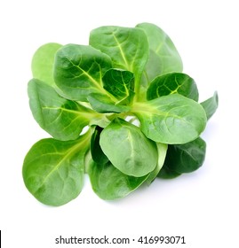 Corn Salad,lamb's Lettuce Isolated On White