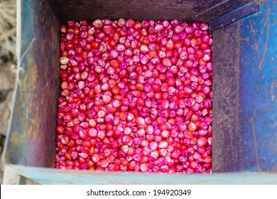 Corn Seed Chemically Treated In Box For Seeding