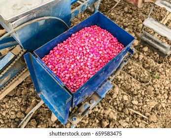 Corn Seed Chemically Treated For Seeding