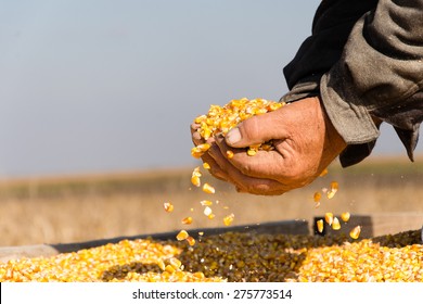 Corn Seed In Hand Of Farmer. Agriculture Image