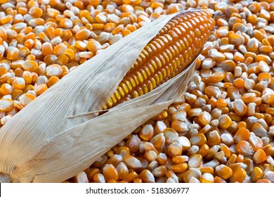 corn seed or maize close up on brown sack background in the field of farmland.