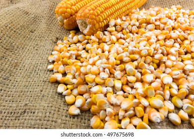 Corn Seed Or Maize On Brown Sack Background In The Field Of Farmland.
