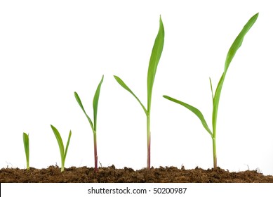  Corn Seedling Growing,Isolated On White.