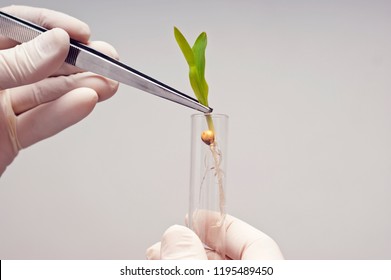 A Corn Seedling Held With Forceps Above A Test Tube