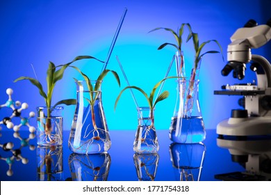 Corn seedling in laboratory beaker. Modified foods concept.