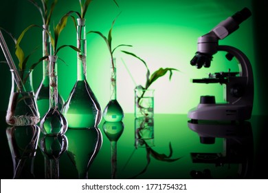 Corn seedling in laboratory beaker. Modified foods concept.