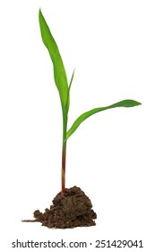 Corn Seedling Over White Background