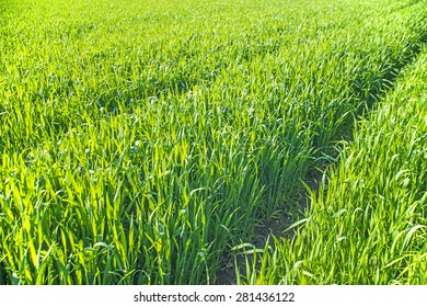 corn seedlings on field stock photo edit now 435478678 shutterstock corn seedlings