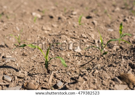 corn seedlings field grow stock photo edit now 479382523 corn seedlings