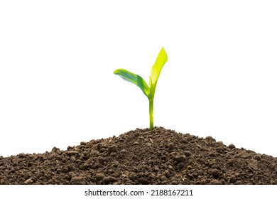 Corn seedlings thrive in fertile soil on a white background. - Shutterstock ID 2188167211