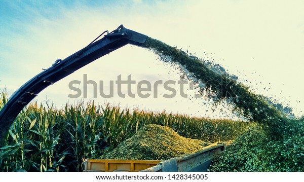 corn silage harvester. harvesting of juicy corn\
with silage machine