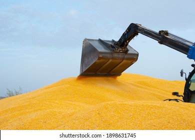 Corn Silage Pile With Tractor Stuck