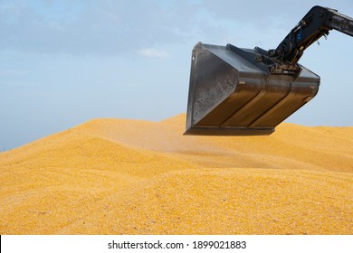 Corn Silage Pile With Tractor Stuck