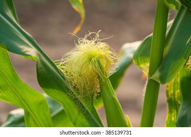 Corn Silk